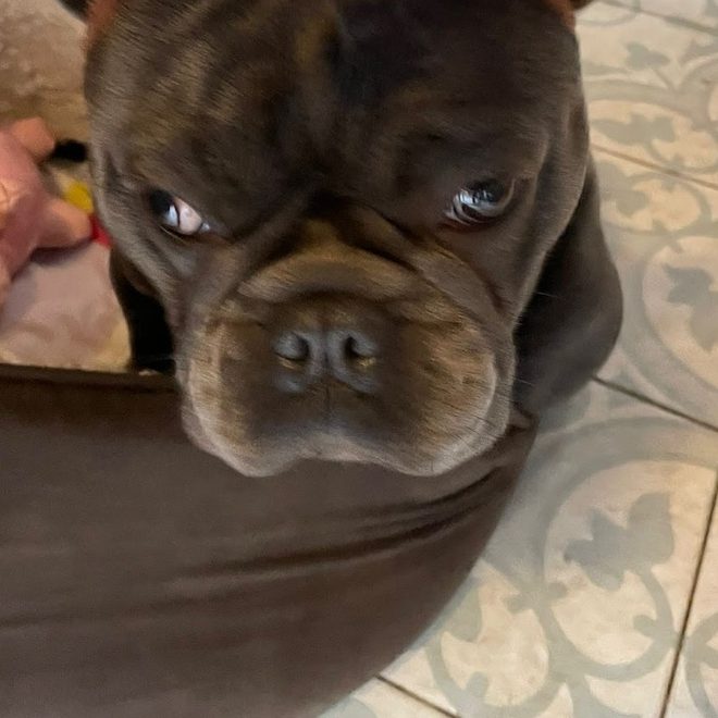 The shop dog in his bed